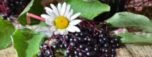 Boosting Your Immune System