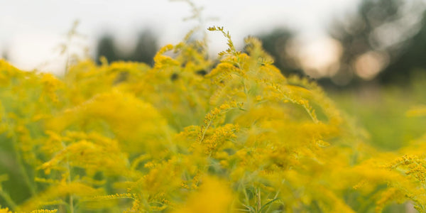 The Overlooked Link Between Immune Health and Spring Sniffles