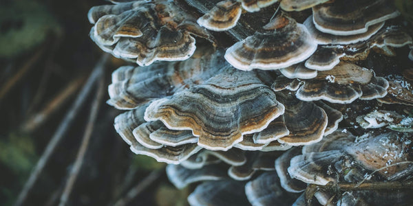 The Surprising Connection Between Mushrooms and Your Gut