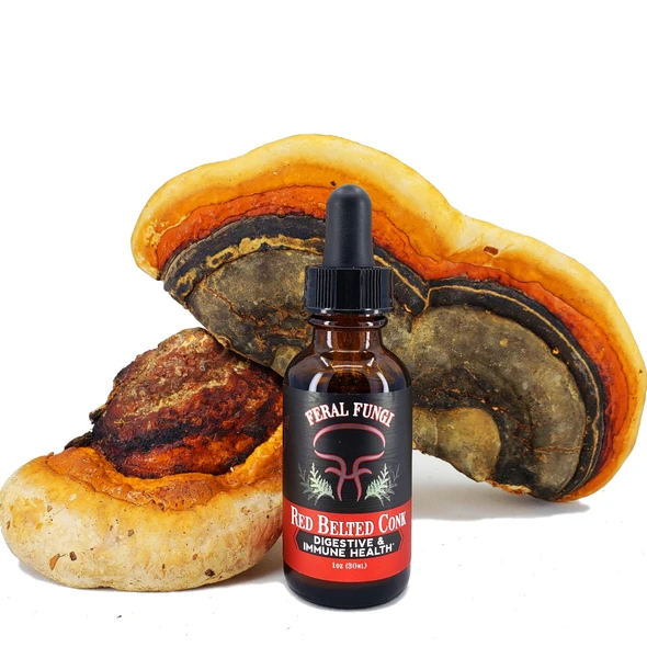 Red Belted Conk, 1 oz