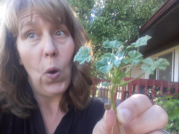 Learning About Common Mallow