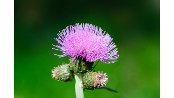 Best Herbs for Liver Cleanse | Milk Thistle